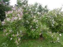 Aurea_villosae_201906_HP_MLD_7