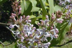 Aurea (vulgaris)