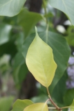 Aurea_2013_HP_TP_3