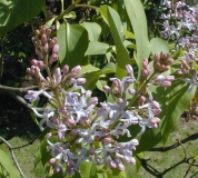 Aurea_vulgaris_2003_HP_MM__DM