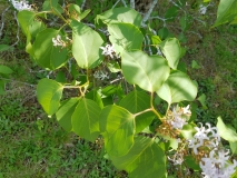 Aurea_vulgaris_20170518_HP_MLD_2