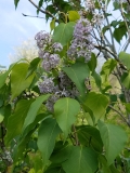 Aurea_vulgaris_20170518_HP_MLD_3
