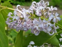 Aurea_vulgaris_20170518_HP_MLD_4