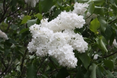 Avalanche_2013_HP_TP_2