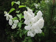 Avalanche_Fairbanks_MK_2