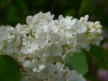 Avalanche_201005UVHF_BB_2