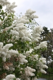 Avalanche_2013_HP_TP_3