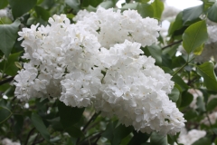 Avalanche_2013_HP_TP_4