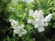 Avalanche_Fairbanks_MK