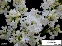 Avalanche_LNT