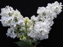 Avalanche_LNT2