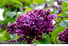 Azhigali_2019_AK_SB_1