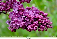 Azhigali_2019_AK_SB_2