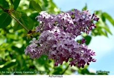 Azhurnaya_2019_AK_SB_1