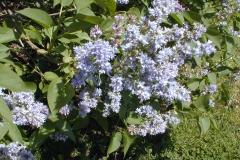 Azurea Plena
