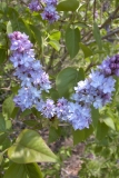 Sierra Exif JPEG