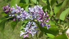 Azurea_Plena_201505_MF_BB_1