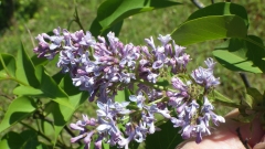 Azurea_Plena_201505_MF_BB_2