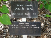 Azurea_Plena_20170523_RBG_MLD_1