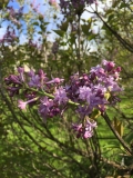 Azurea_Plena_201905_CV_CD_2