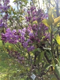 Azurea_Plena_201905_CV_CD_3