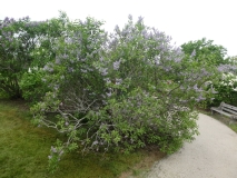 Azurea_Plena_201906_RBG_MLD_1