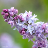 Azurea_Plena_2019_LM_CF