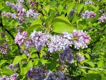 Azurea_Plena_20210428_NYBG_MLD_2
