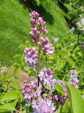 Azurea_Plena_20210428_NYBG_MLD_3