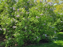 Azurea_Plena_20210428_NYBG_MLD_4