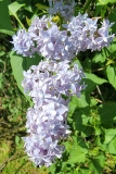 Azurea_Plena_20220513_HP_MLD_2