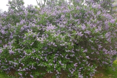 Azurea_Plena_CH_1