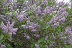 Azurea_Plena_CH_2