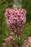 Bailbelle_CH_2