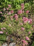 Bailbelle_Tinkerbelle_20230509_MLD_MLD_2