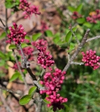 Bailbelle_Tinkerbelle_20240422_MLD_MLD