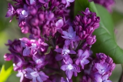 Bailbridget (Virtual Violet)