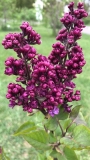 Bailbridget_Virtual_Violet_20200521_MP_KA