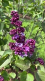 Bailbridget_Virtual_Violet_20220524_MN_KA
