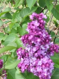 Bailbridget_Virtual_Violet_20220528_KA_MLD