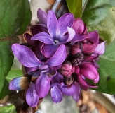 Bailbridget_Virtual_Violet_20240412_MLD_MLD