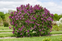 Bailbridget_Virtual_Violet_BaileyNurseries-National_Garden_Bureau