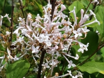 Bailming_Prince_Charming_20170501_DA_MLD_1