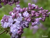 Bakhut_20140510_AK_OD