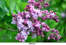 Bakhut_2024_Russia_SB_1