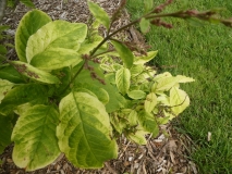 Basia_leaves_201906_CEF_MLD_3