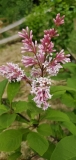 Beautiful_Susan_20190519_MLD_MLD