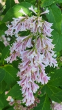 Beautiful_Susan_20210531_HP_MLD_3