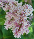 Beautiful_Susan_20210531_HP_MLD_4