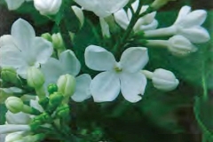 Bella Donna Sara